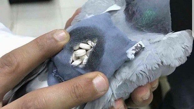 புறா முதுகில் போதைபொருள் கடத்தல் - கனடாவில் ஒரு த்ரில் சம்பவம்!