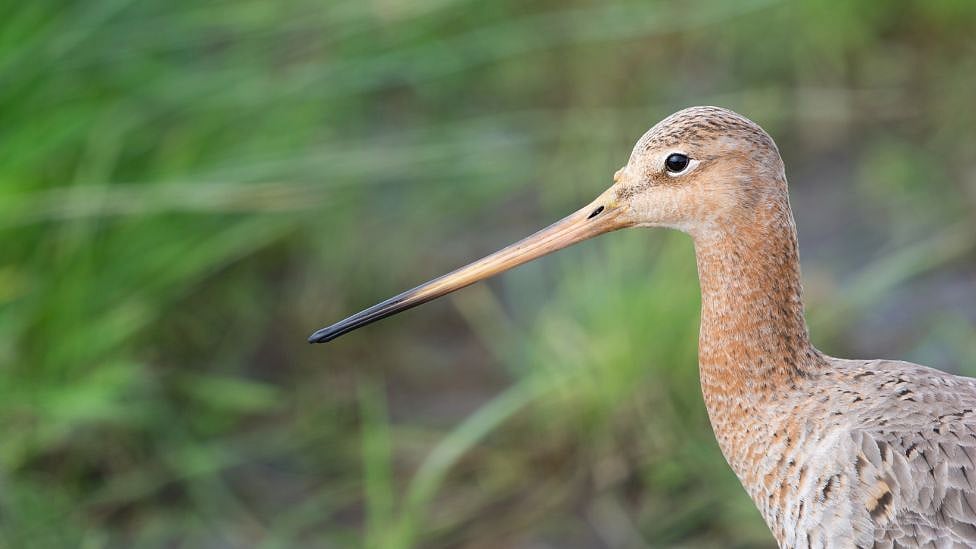 Guinness: 11 நாட்கள், 13,500 கி.மீ - இடைவிடாது பறந்து கின்னஸ் சாதனை படைத்த பறவை - எங்கே?