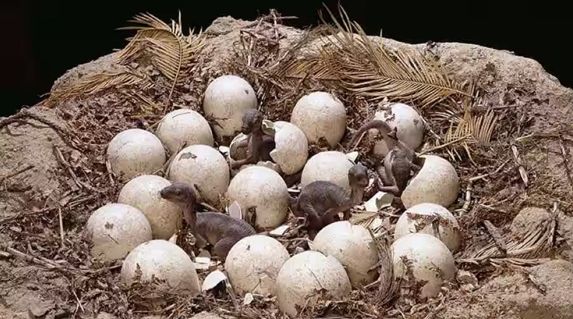 டைனோசர் : 256 முட்டைகள், 92 கூடுகள் கண்டுபிடிப்பு - ஆராய்ச்சியாளர்கள் சொல்வதென்ன?