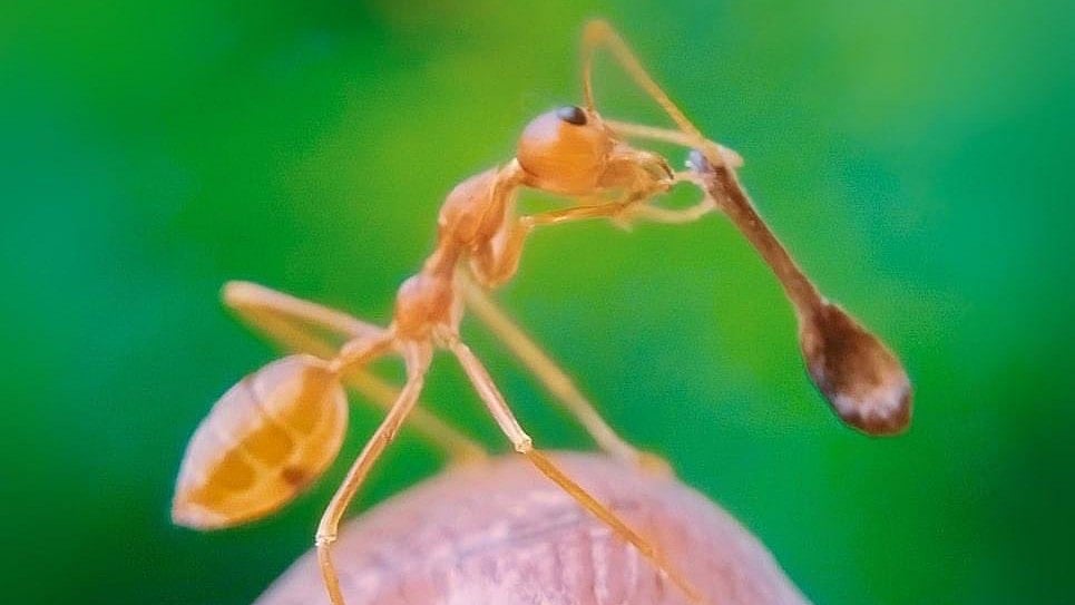 உலகிலேயே மிகச் சிறிய மர ஸ்பூன் - கின்னஸ் சாதனை படைத்த இந்தியர்!