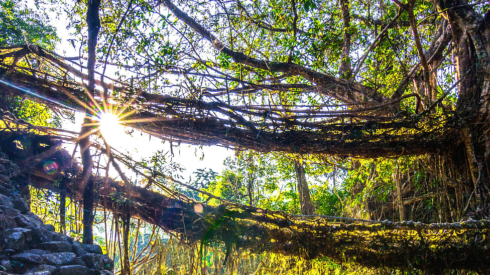 மேகாலயா: 'உயிருள்ள வேர் பாலங்கள்' முன்னோர்களின் பிரமிப்பூட்டும் கட்டுமானம் - வாவ் தகவல்கள்