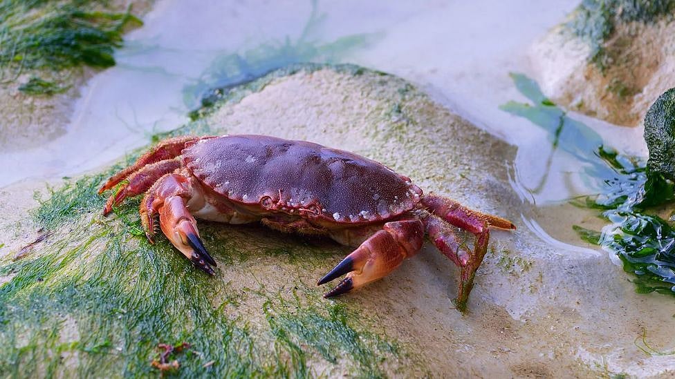 Gujarat: நண்டை சிவனுக்கு காணிக்கை செலுத்தி வழிபடும் பக்தர்கள் - என்ன காரணம்?