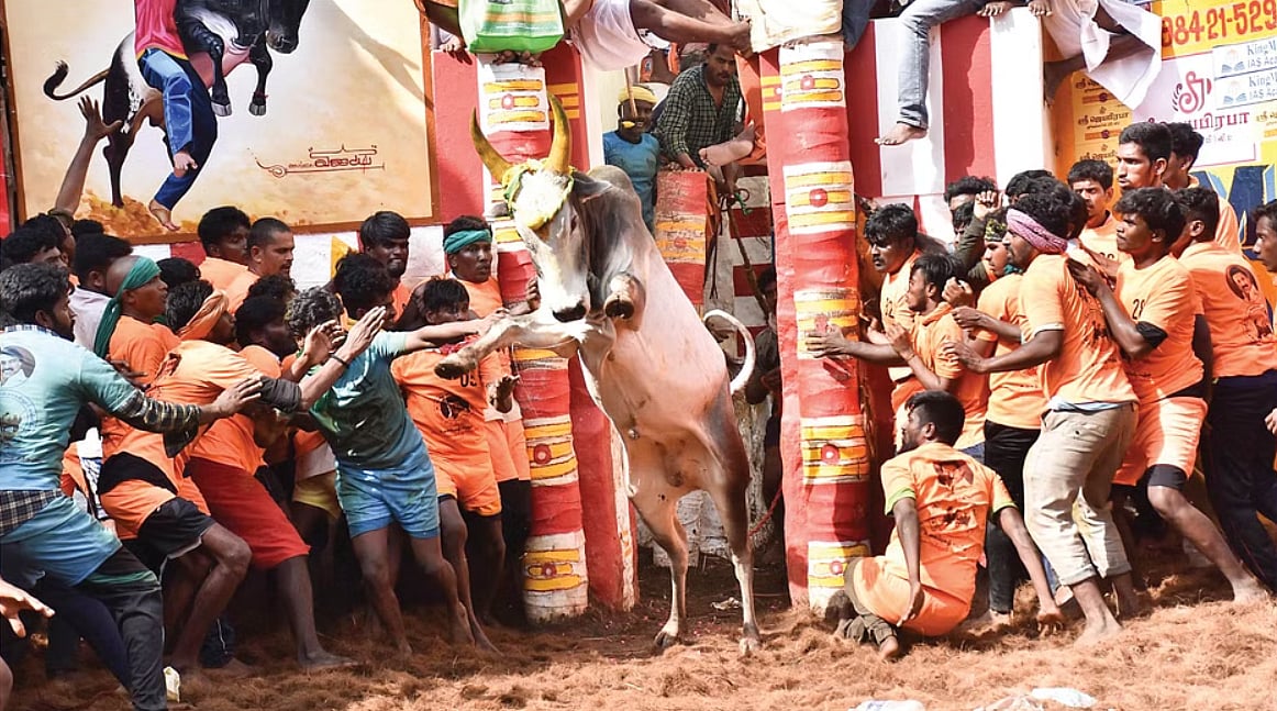 ஜல்லிக்கட்டு : 