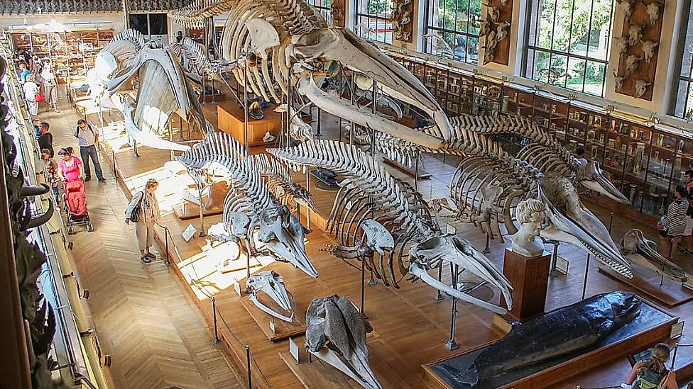 உங்கள் பக்கெட் லிஸ்டில் இருக்க வேண்டிய 5 சிறந்த வரலாற்று அருங்காட்சியகங்கள்