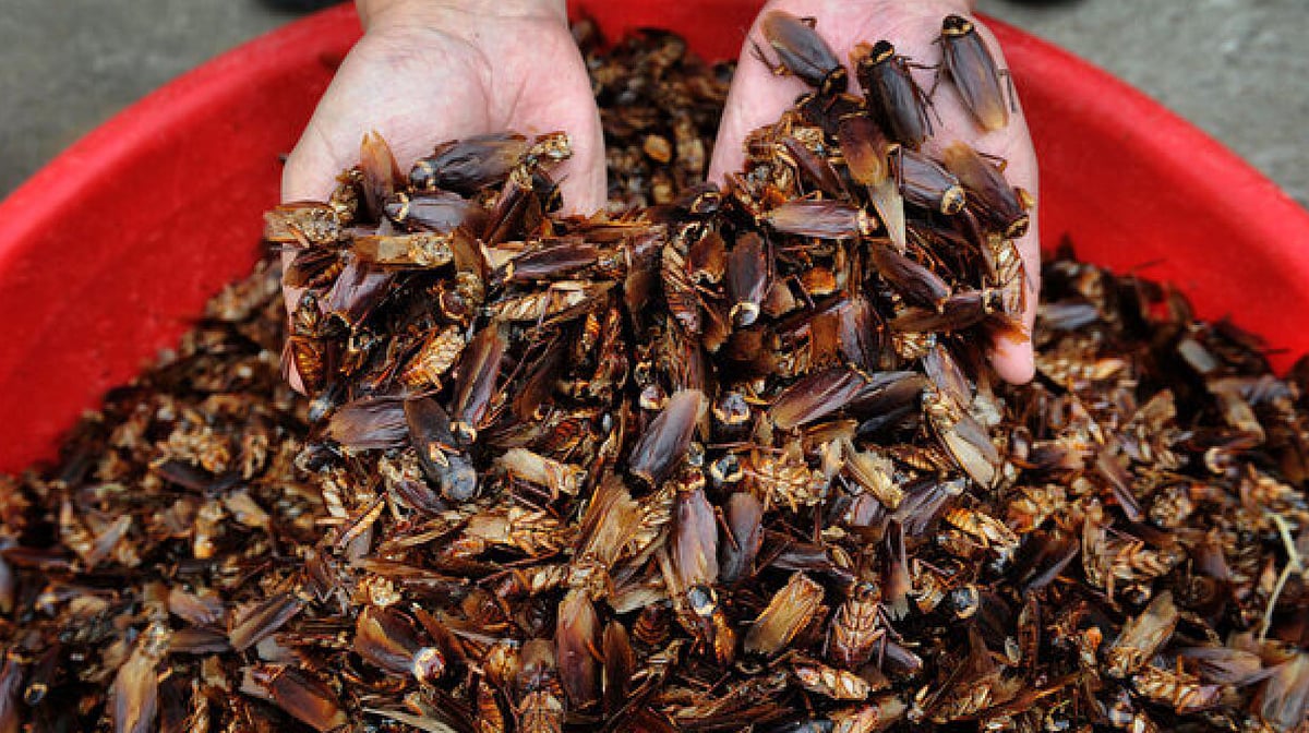 சீனா: புற்றுநோய் மருந்து; பசிக்கு விருந்து; ஆண்டுக்கு 600 கோடி கரப்பான்பூச்சிகள் உற்பத்தி!