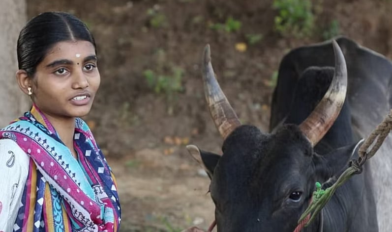 ஜல்லிக்கட்டு : 