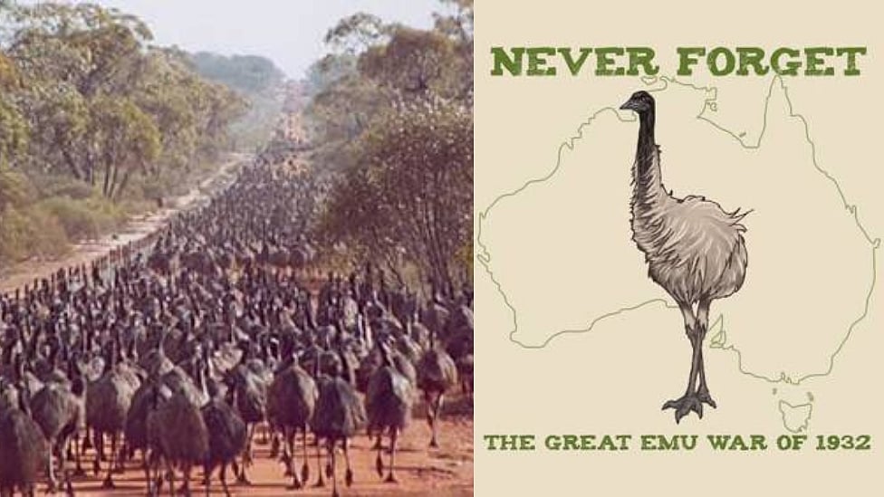 ஈமு போர் : ஆஸ்திரேலிய இராணுவத்தை எதிர்கொண்ட பறவைகள்; வென்றது யார்? வியக்க வைக்கும் வரலாறு!