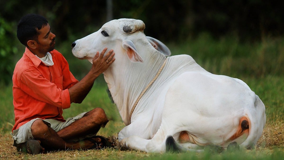 பிப்ரவரி 14 : பசுக்களை கட்டிப்பிடிக்க அரசு சொல்வது ஏன்? - விரிவான பின்னணி