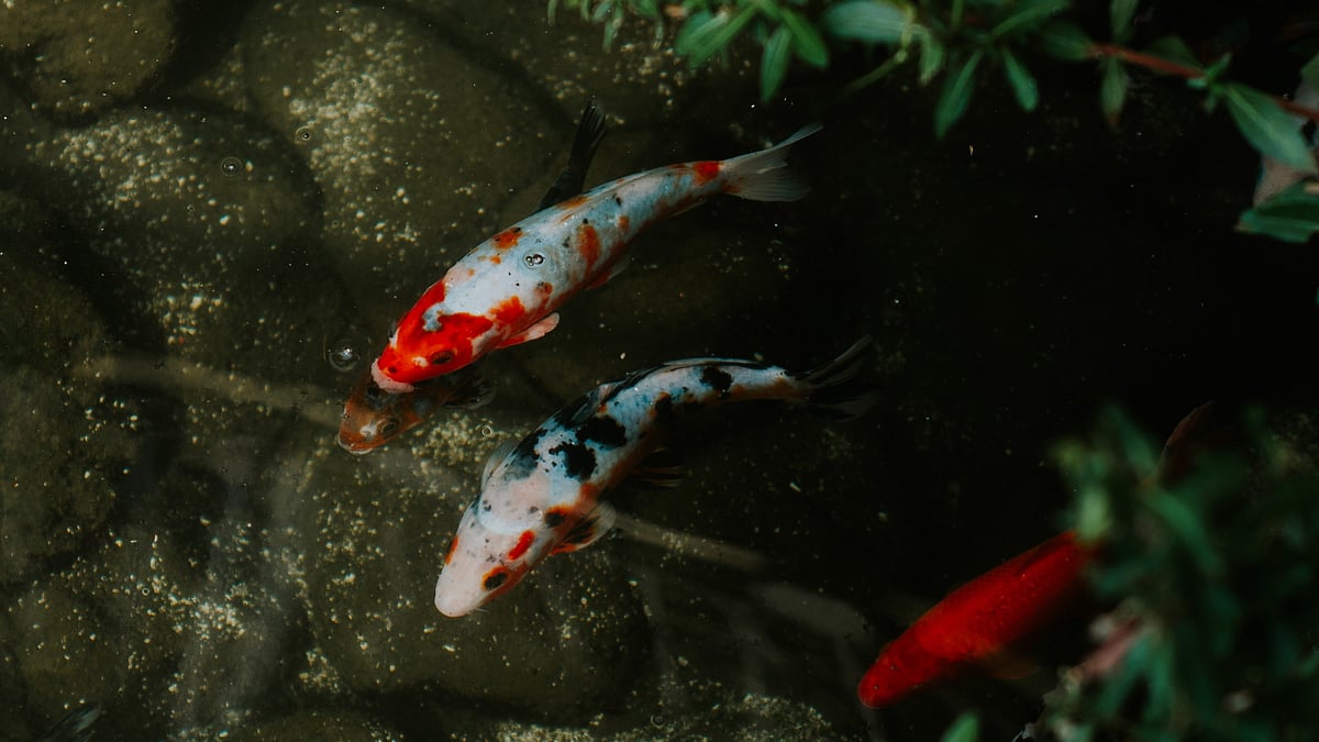 ஜப்பான்: 70 ஆண்டுகள் வாழும்; கோடிக்கணக்கில் விலை- 'கொய் மீன்கள்' புனிதமா கருதப்படுவது ஏன்?