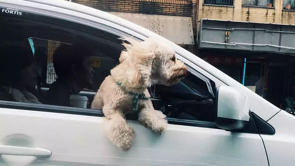 காணமல் போன வளர்ப்பு நாய் - 160 கி.மீ. பயணித்து வீடு திரும்பியது எப்படி? 