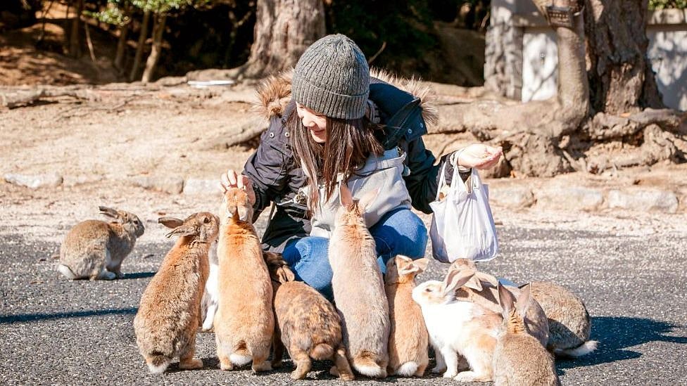 ஜப்பான் முயல்தீவு: இங்கே ஆயிரக்கணக்கான முயல்கள் குவிந்தது எப்படி? - ஓர் இருண்ட வரலாறு