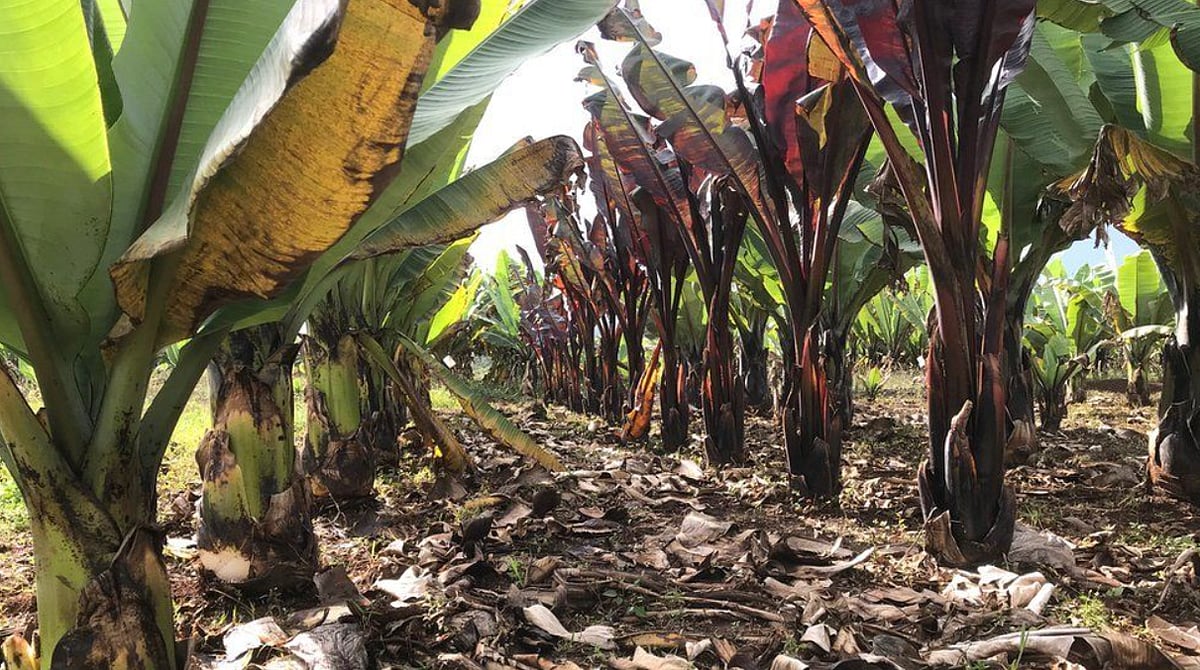 உணவு அரசியல் : உலகின் உணவாக போகும் ஆப்ரிக்காவின் பொய் வாழை - ஓர் ஆச்சரிய தாவரம்