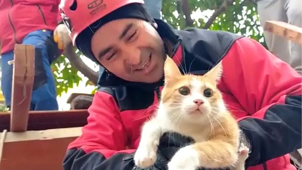 துருக்கி நிலநடுக்கத்தில் இருந்து மீட்கப்பட்ட பூனைகள் - சமூக வலைதளங்களில் வைரலாகும் வீடியோ