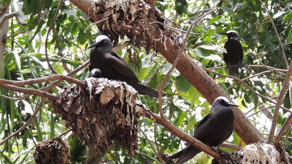பிசோனியா: பறவைகளைக் கொல்லும் அதிசய மரம் - திகிலூட்டும் காரணம் தெரியுமா?