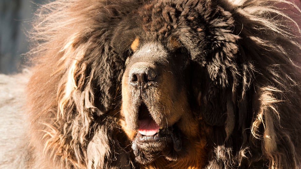 சீனா : அழகிய நாய் என நினைத்து அரியவகை கரடியை வளர்த்த குடும்பம் - என்ன நடந்தது?