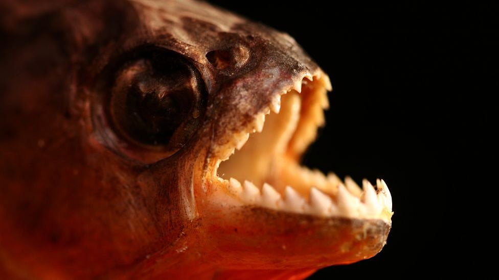 நாம மீனை சாப்பிடுவோம், ஆனா நம்மளேயே சாப்பிடுற மீன்கள் பற்றி தெரியுமா?