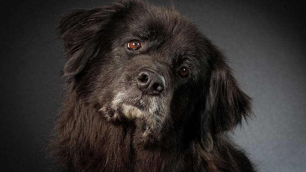 நாய்கள் ஏன் தலையை ஒரு பக்கமாக சாய்க்கின்றன? - அறிவியல் சொல்லும் காரணம்