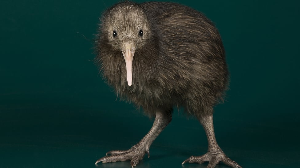 கிவி : கோழி அளவுள்ள பறவைகள் ஈ.மு அளவு முட்டையிடுமா? பறக்காத பறவை குறித்த சுவாரஸ்ய தகவல்கள்