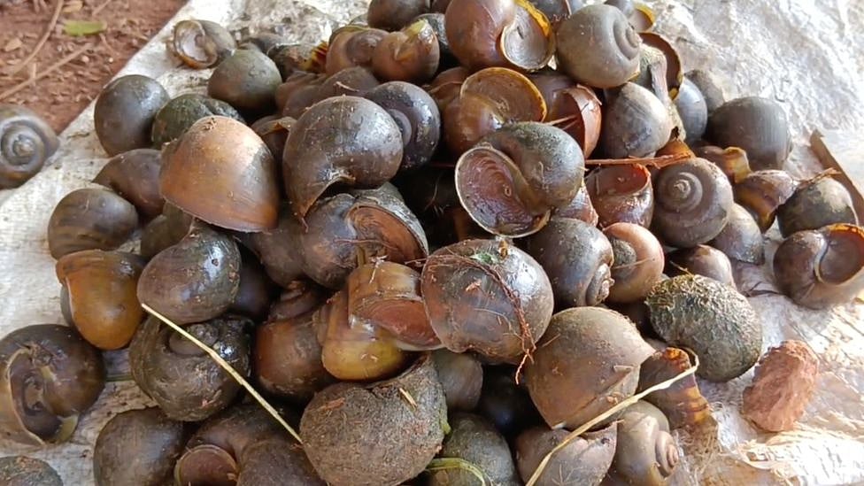 ஆந்திரா: கோதாவரி ஆற்றங்கரையில் சூடு பிடிக்கும் நத்தைக் கறி வியாபாரம் - என்ன காரணம்?