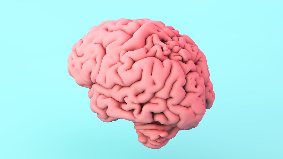 டென்மார்க் : ஒரே இடத்தில் சேமிக்கப்பட்டிருக்கும் 10,000 மனித மூளைகள் - ஏன் தெரியுமா?