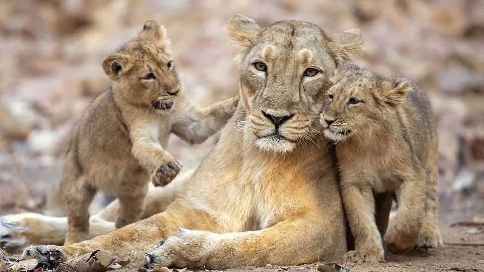 சிங்கத்தோடு சேர்ந்து வாழும் மக்கள்; ஓர் இந்திய கிராமத்தின் அடடே பின்னணி?