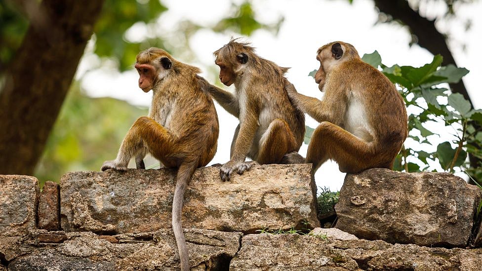 1 லட்சம் குரங்குகளை சீனாவுக்கு அனுப்பும் இலங்கை - காரணம் என்ன?