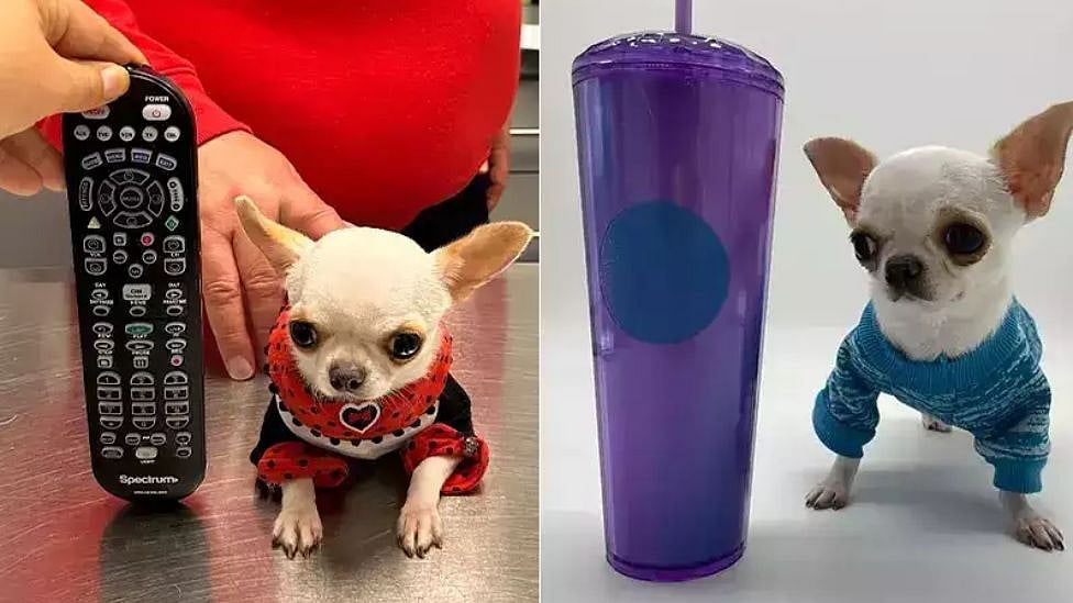 Guinness: உலகின் மிகச் சிறிய நாய் - கின்னஸ் சாதனை படைத்த Pearl உயரம் எவ்வளவு தெரியுமா?