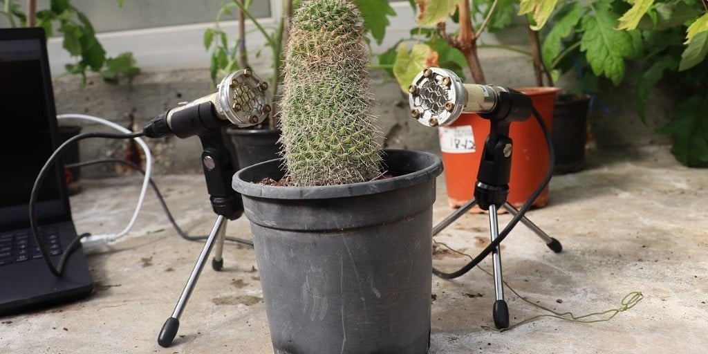 Stress ஏற்பட்டால் செடிகள் அழுமா? வியக்க வைக்கும் கண்டுபிடிப்பு - புதிய ஆய்வு சொல்வதென்ன?