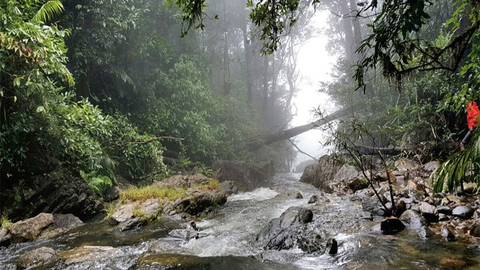 Travel: தென்னிந்தியாவின் சிரபுஞ்சி ’ஆகும்பே’ - இந்த அழகிய மழைக்காடு குறித்து தெரியுமா?