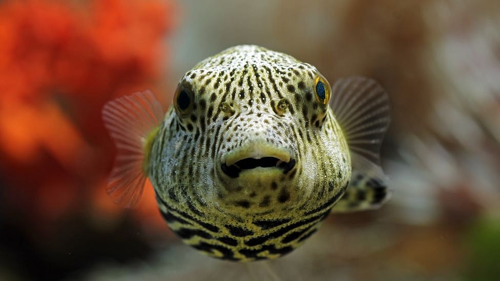 மீன் சமைத்து சாப்பிட்ட தம்பதி:
மனைவி உயிரிழப்பு; கோமா ஸ்டேஜில் கணவர் - அப்படி என்ன மீன்?