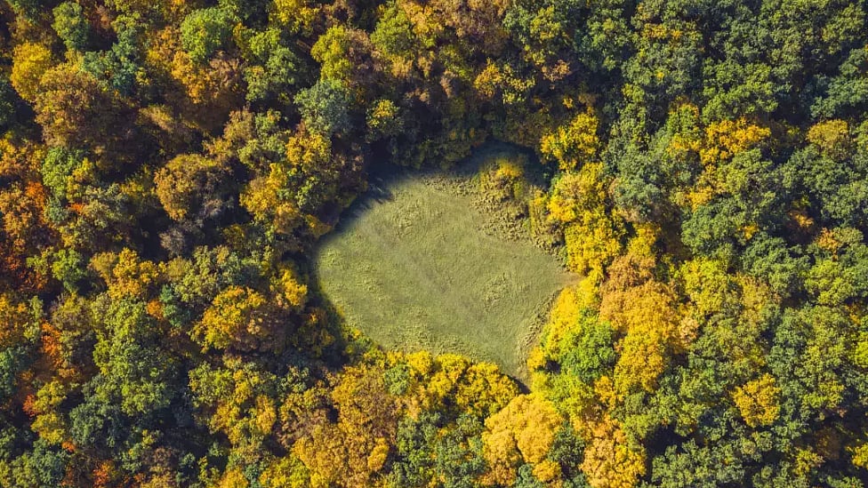 Hoia Baciu : உலகிலேயே பயங்கரமான காடு - ஏன் தெரியுமா?