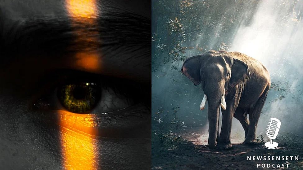 குதிக்க தெரியாத விலங்கு, கெட்டுப்போகாத உணவு என 20 சுவாரஸ்ய தகவல்கள் இங்கே |Podcast