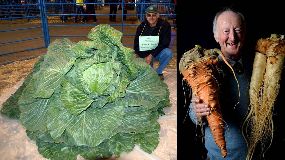 62 கிலோ முட்டைகோஸ், 30 கிலோ பூசணி... ராட்சத காய்கறிகள் வளரும் பூமி - அறிவியல் சொல்வதென்ன?