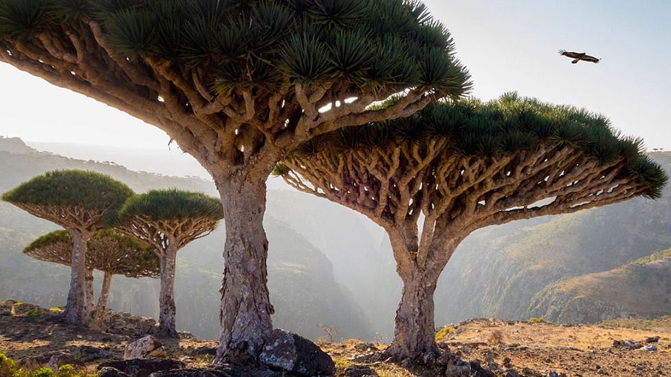 ஏமன் : வேற்றுகிரகம் போல தோற்றமளிக்கும் அதிசய தீவு பற்றி தெரியுமா?