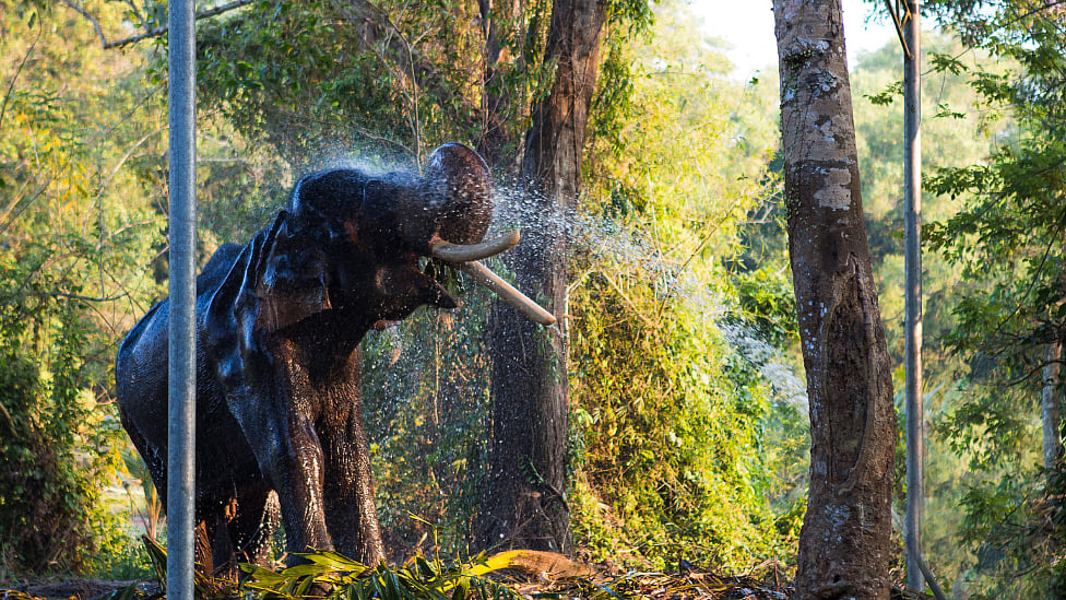 வயநாடு பரிதாபங்கள்: சாஃப்ட்டான பரோட்டா முதல் ஜிப் லைன் ரைடு வரை - ஒரு ஃப்லாப் ட்ரிப்!