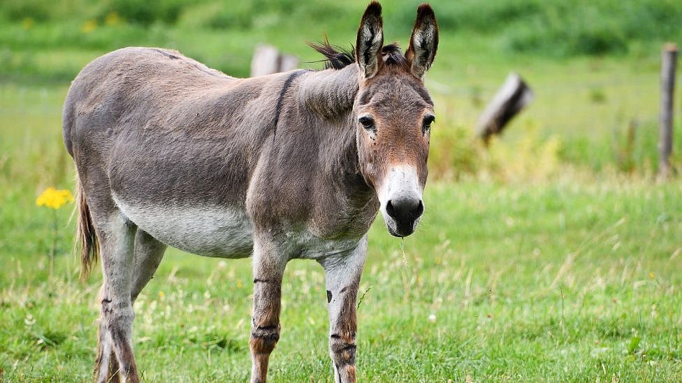 Why does donkey population continue to rise in Pakistan? Is China responsible?