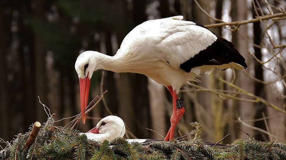 18 ஆண்டுகள், 13,000 கிமீ: காதலியை பார்க்க கண்டங்கள் கடந்த நாரை -  ஒரு காவிய காதல் கதை!