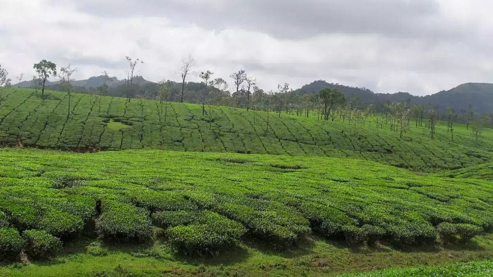 Kerala: ’ஏழைகளின் ஊட்டி’ Nelliyampathy மலைகள் குறித்து தெரியுமா? 