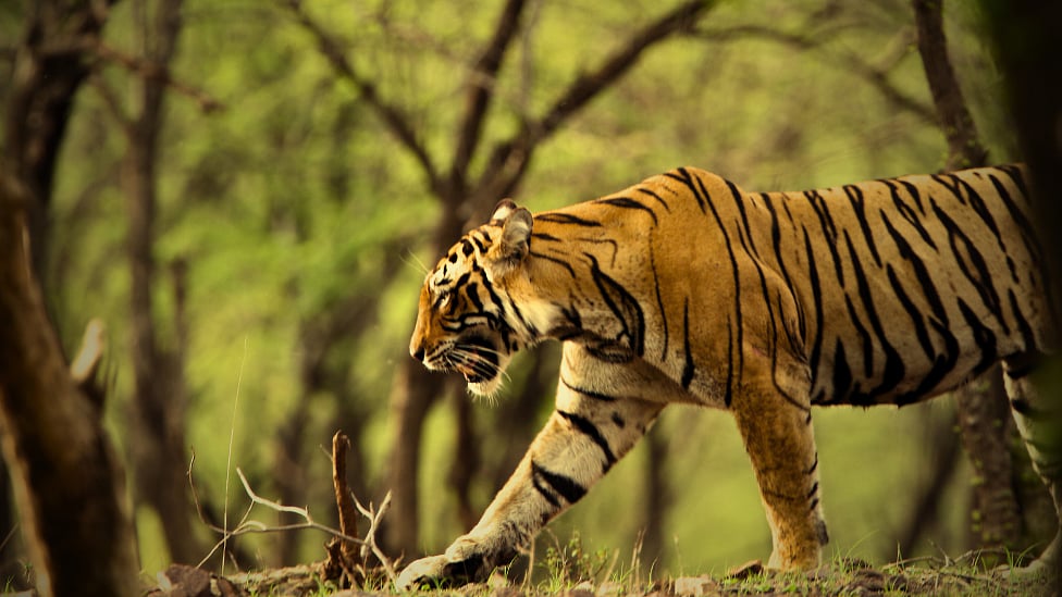காட்டில் தனியாக சிக்கிக்கொண்டால் என்ன செய்ய வேண்டும்? கட்டுக்கதைகளும் விளக்கமும்