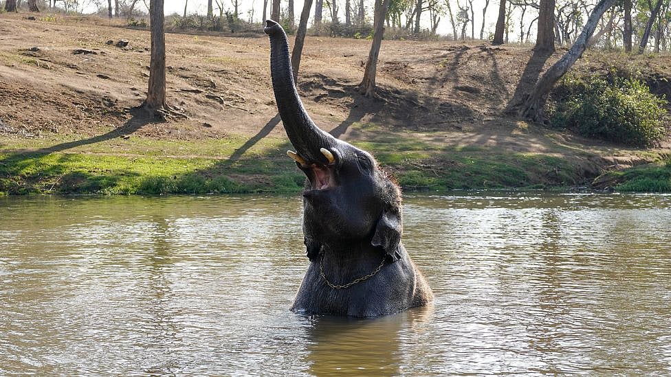 பழமையான Theppakkadu Elephant Camp: இங்கு சுற்றுலா பயணிகள் குவிய காரணம் என்ன?