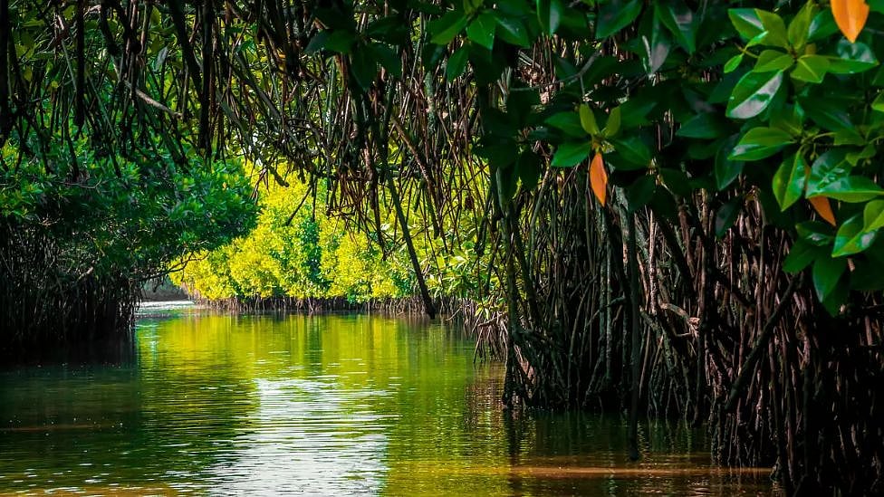 Pichavaram Mangrove: இந்த சதுப்புநிலக் காடுகள் தமிழ்நாட்டிற்கு ஏன் முக்கியம்?