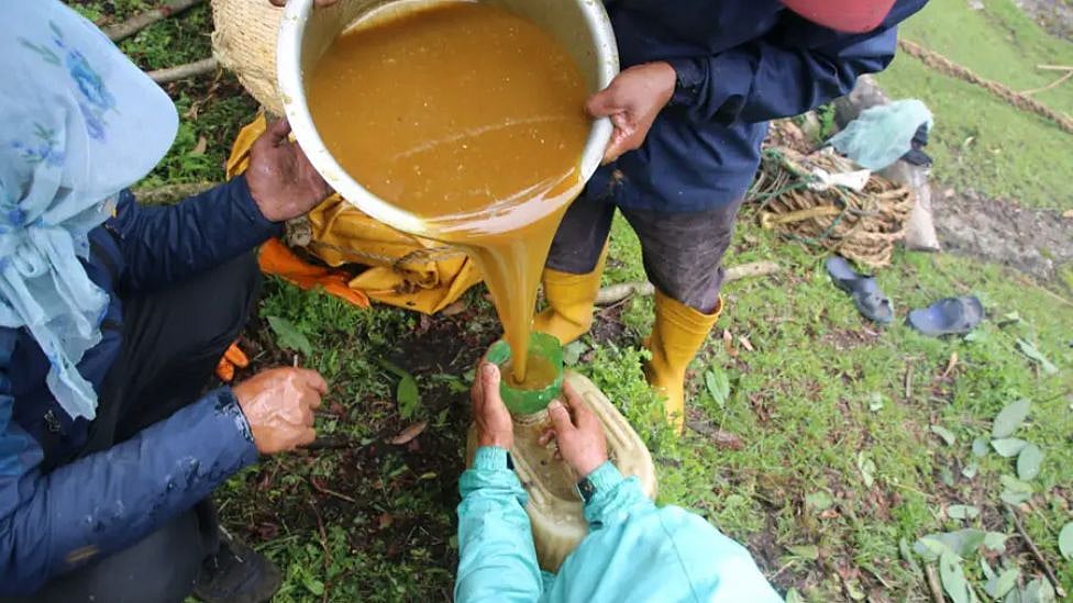நேபாளம்: மனித உயிரை காவு வாங்கும் அரிய வகை தேன்! இதனை Mad Honey என்று அழைக்க என்ன காரணம்?