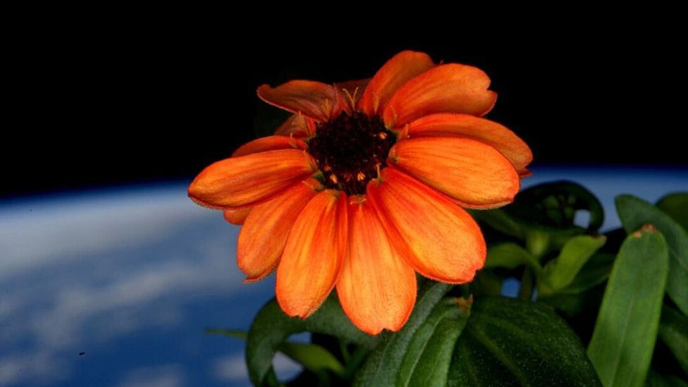 Zinnia: விண்வெளியில் அபூர்வ பூவை வளர்த்த NASA  - எப்படி சாத்தியம்?