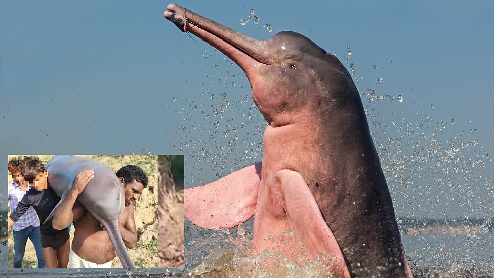 டால்ஃபீன்களை பிடித்து சாப்பிட்ட கும்பல்: வைரலான வீடியோ - எங்கே?