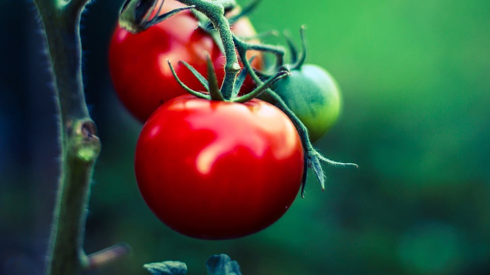 தக்காளிக்கும் காமத்துக்கும் என்ன தொடர்பு? இந்த பழம் கேன்சரை குணப்படுத்துமா?