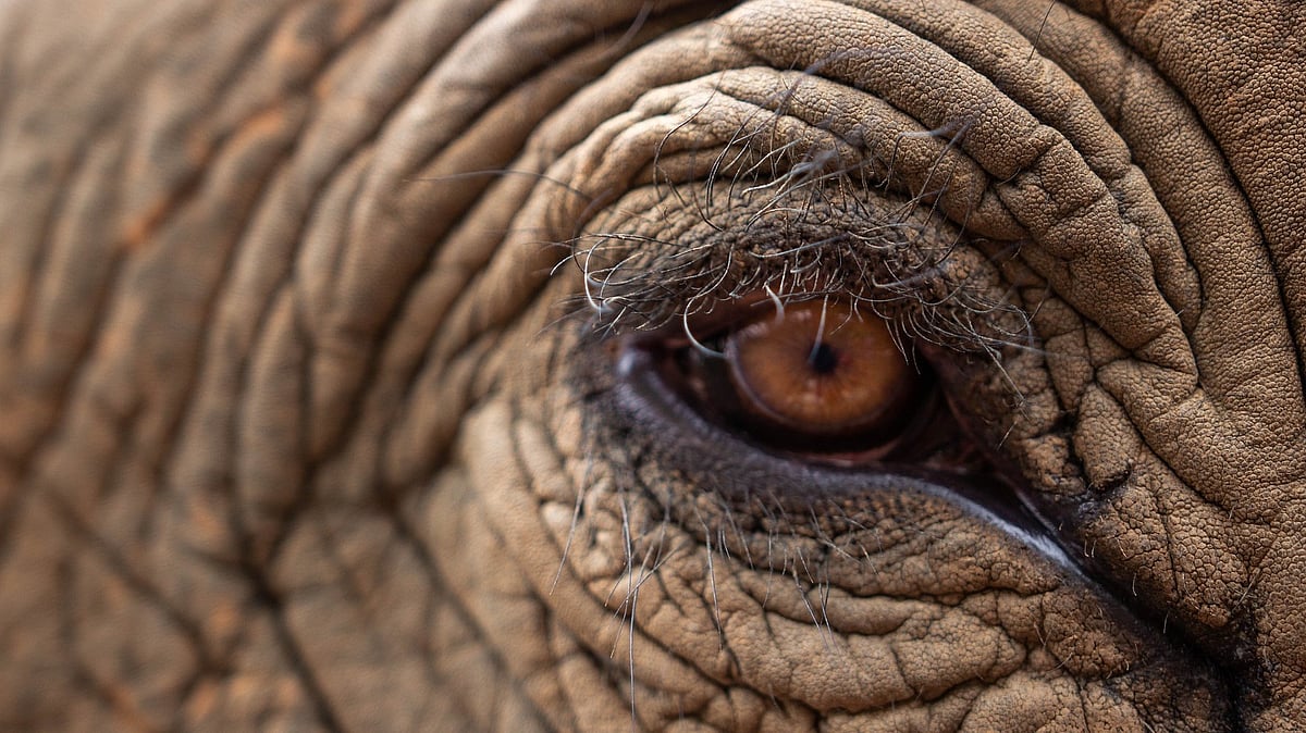 காட்டின் தகப்பன்: யானைகளுக்கு சுருக்கம் சுருக்கமான தோல் இருப்பது ஏன்? - சுவாரஸ்ய தகவல்கள்!