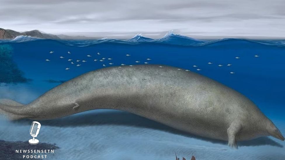 உலகின் மிகவும் கனமான உயிரினம் இது தான்! | Podcast