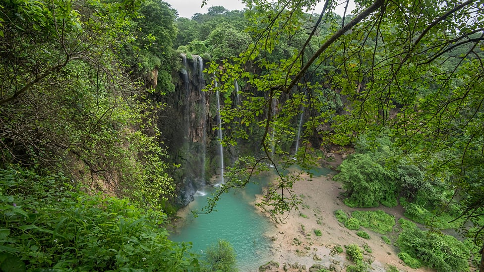 சலாலா : 3 மாதம் மட்டும் மழைக்காடாக மாறும் பாலைவனம் - ஓமன் அதிசய காடு பற்றி தெரியுமா?