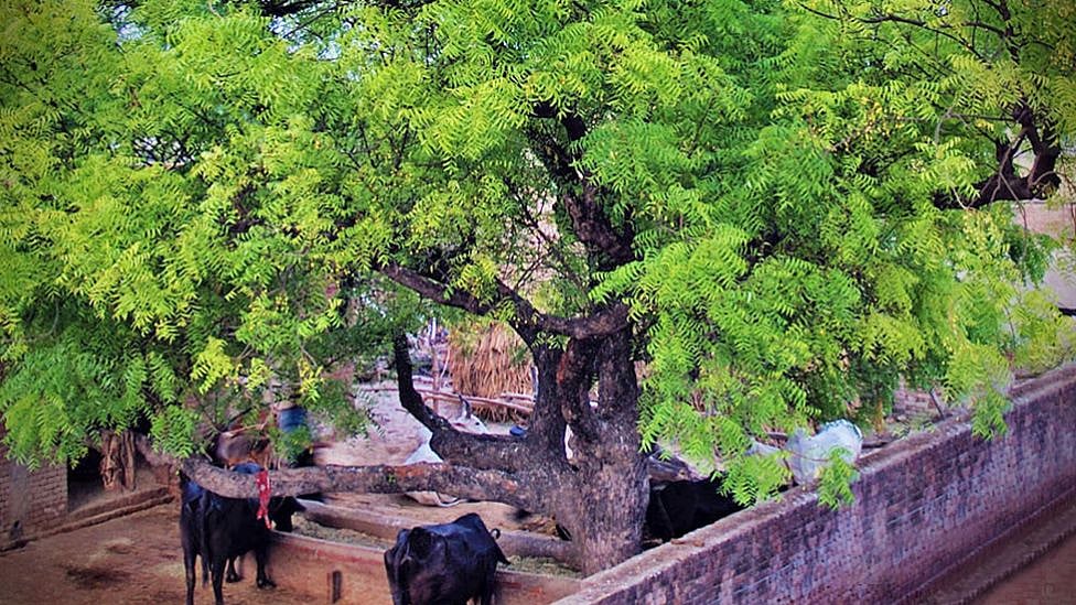 இந்த வேப்ப மரத்தின் இலைகள் இனிக்குமாம்! எங்கே இருக்கிறது இந்த அதிசய மரம்?