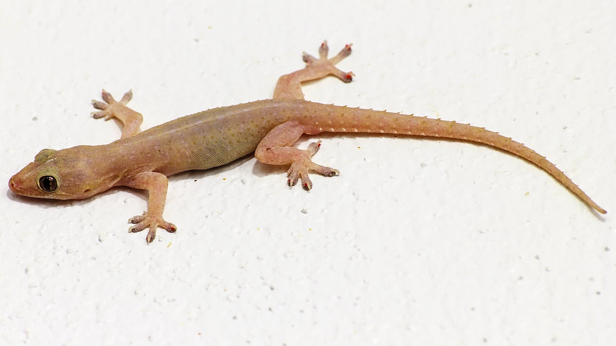 பல்லிகளுக்கும் பாசம் இருக்குமா? பல்லிகள் பற்றிய உண்மைகளும் கட்டுகதைகளும்! Wow Facts